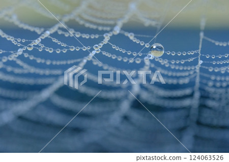 清晨露珠的圖像 清晨露珠的圖像 124063526