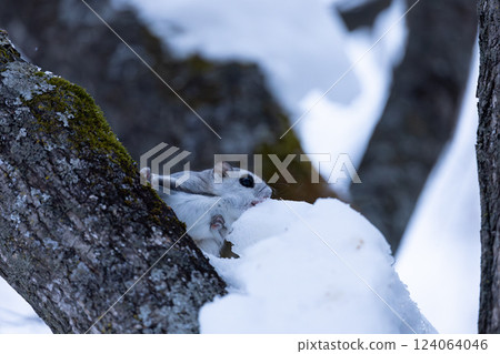 埃佐莫加 埃佐莫加 124064046