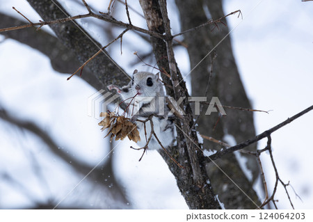 埃佐莫加 124064203