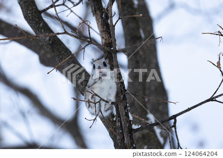 埃佐莫加 124064204