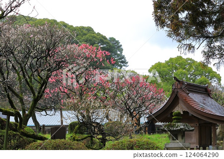 The grounds are filled with plum blossoms The grounds are filled with plum blossoms 124064290