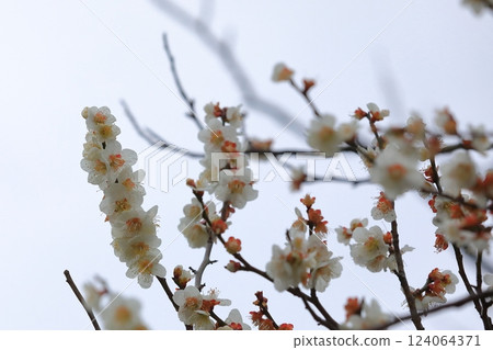 Plum blossoms telling the arrival of spring 124064371