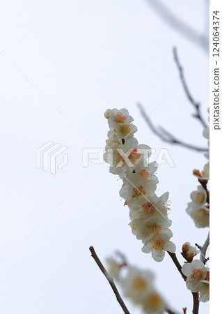 梅花告訴春天的到來 梅花告訴春天的到來 124064374