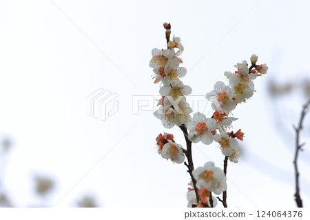 梅花告訴春天的到來 梅花告訴春天的到來 124064376