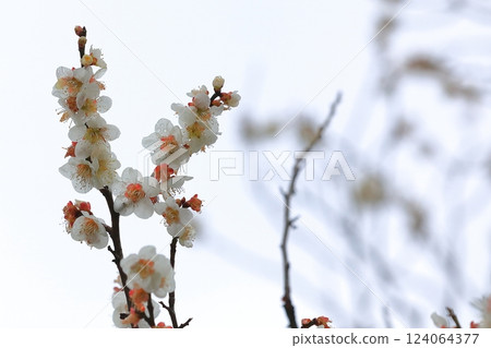 Plum blossoms telling the arrival of spring 124064377