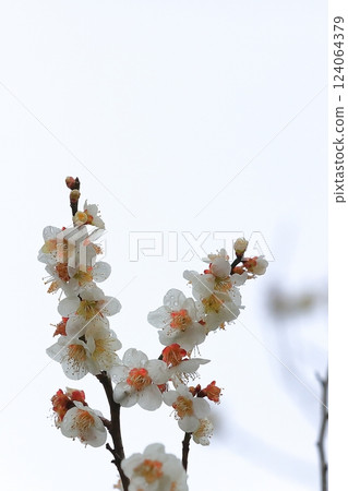 Plum blossoms telling the arrival of spring 124064379