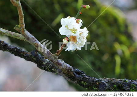 Plum blossoms telling the arrival of spring 124064381