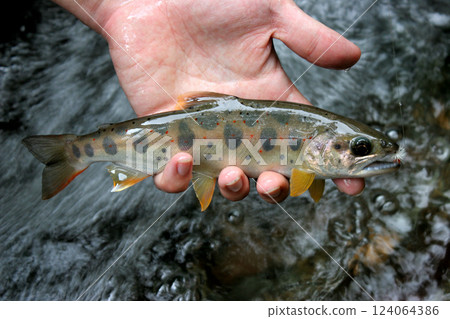 Amago caught by fly fishing 124064386