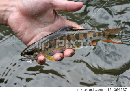 Amago caught by fly fishing 124064387