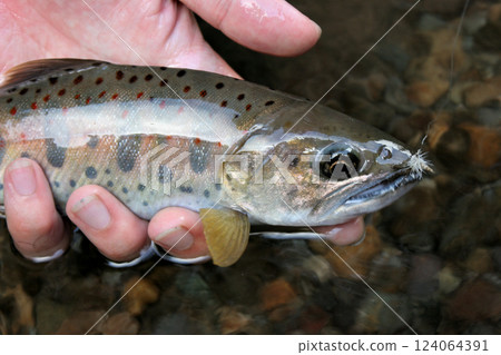 Amago caught by fly fishing 124064391