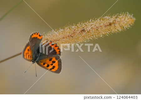 晨露與銅蝶 124064403