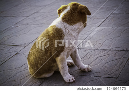 Lonely Puppy Sitting , Brown and White Dog, Patratu, Jharkhand, India 124064573