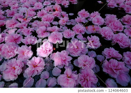 A field of double cherry blossom petals floating on the water 124064603
