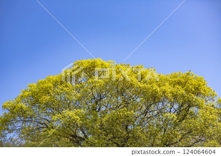 Spring young leaves 124064604