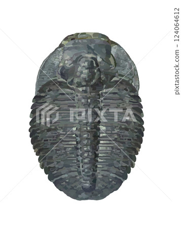 Fossils (trilobites) Fossils (trilobites) 124064612