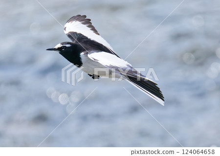 A Japanese Wagtail flying over the water 124064658