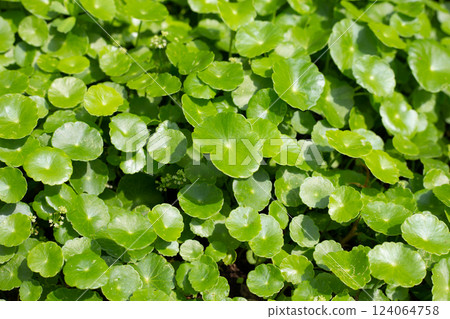 Centella asiatica (gotu kola). Herbal medicine plant 124064758