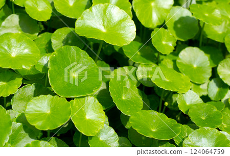 Fresh green nature herb leaves of centella asiatica (gotu kola) 124064759