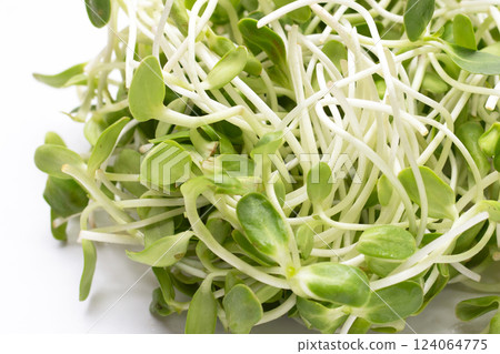 Sunflower Sprout on white background. 124064775