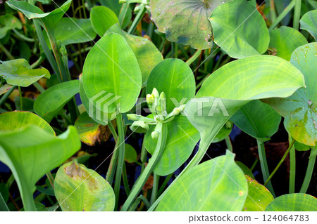 Limnocharis flava plant field vegetables Limnocharis flava plant field vegetables 124064783