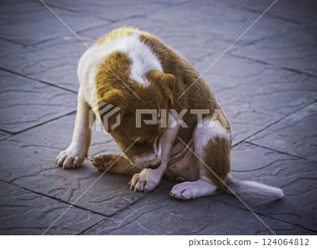 Puppy Grooming , Brown and White Dog, Patratu, Jharkhand, India Puppy Grooming , Brown and White Dog, Patratu, Jharkhand, India 124064812