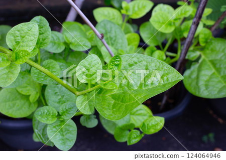 Ceylon spinach or basella rubra linn Ceylon spinach or basella rubra linn 124064946