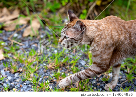The cat is eating grass in the garden 124064956