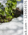 野外積雪 124064976