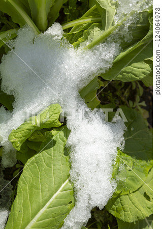 Remaining snow in the field 124064978