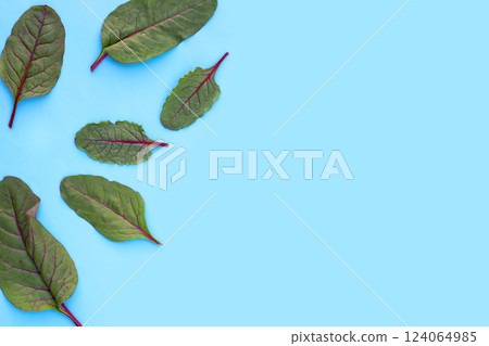 Swiss chard on blue background. Baby leaf swiss chard 124064985