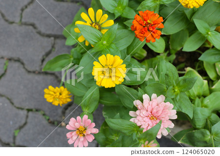 Colorful zinnia flowers blooming  in the garden 124065020