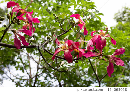 Blossom pink flower of silk floss tree chorisia 124065038