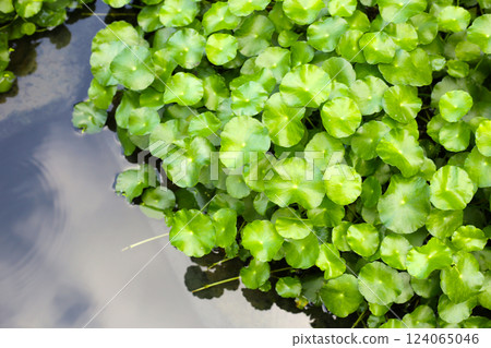 Gotu kola, Asiatic pennywort, Indian pennywort. Water plant in the pond Gotu kola, Asiatic pennywort, Indian pennywort. Water plant in the pond 124065046