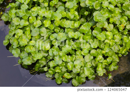 Gotu kola, Asiatic pennywort, Indian pennywort. Water plant in the pond Gotu kola, Asiatic pennywort, Indian pennywort. Water plant in the pond 124065047