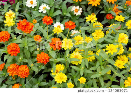 Zinnia flower in the garden 124065071