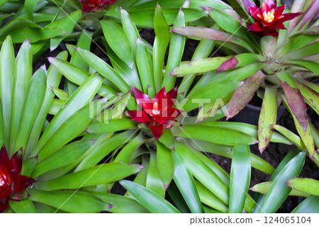 Bromeliad in the garden. Colorful plant leaves Bromeliad in the garden. Colorful plant leaves 124065104