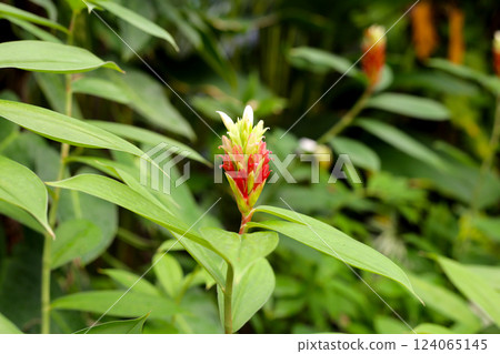 Indian head ginger, Costus speciosus 124065145