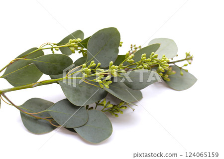 Eucalyptus leaves on white background. Green leaf branches. Eucalyptus leaves on white background. Green leaf branches. 124065159