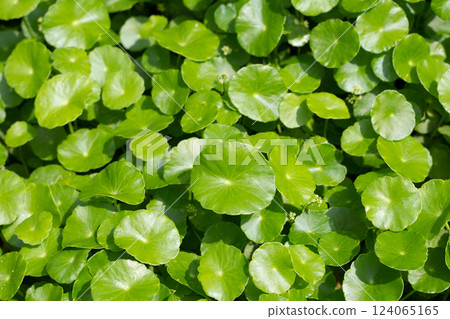 Centella asiatica (gotu kola). Fresh green leaves herb background. Centella asiatica (gotu kola). Fresh green leaves herb background. 124065165
