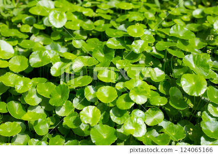 Centella asiatica (gotu kola). Fresh green leaves herb background. Centella asiatica (gotu kola). Fresh green leaves herb background. 124065166