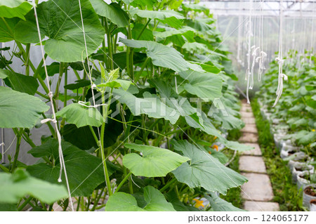 Sweet melons growing in greenhouse Sweet melons growing in greenhouse 124065177