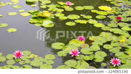 Beautiful water lily. Lotus pond Beautiful water lily. Lotus pond 124065190