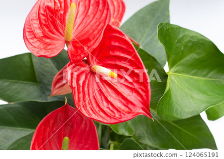 Flamingo flower or pigtail anthurium 124065191