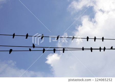 Silhouette birds on wire cable against blue sky Silhouette birds on wire cable against blue sky 124065252