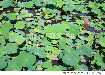 Beautiful green leaves of lotus flower in pond 124065260