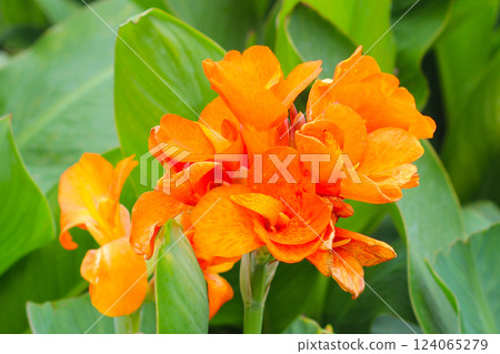 Orange canna flower in the garden 124065279