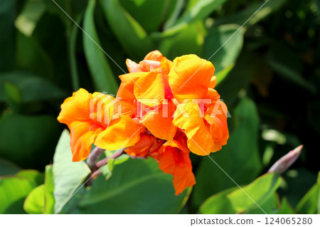 Orange canna flower in the garden Orange canna flower in the garden 124065280
