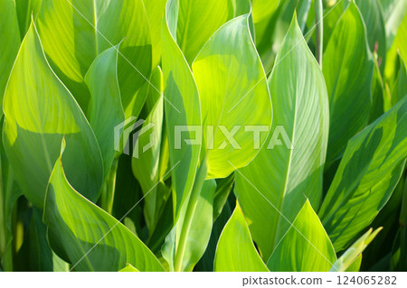 Canna plant in the garden 124065282