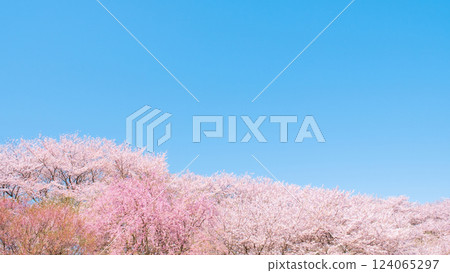 Cherry blossoms in full bloom and blue sky Cherry blossoms in full bloom and blue sky 124065297