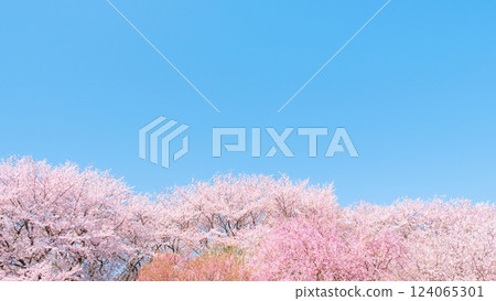 櫻花盛開，藍藍的天空 124065301